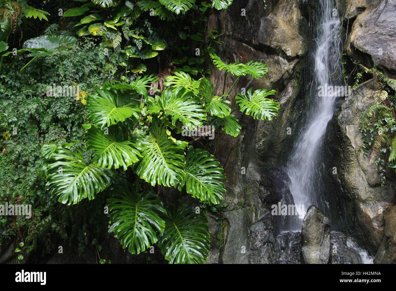 Rainforest waterfall bird hi-res stock photography and images - Alamy - Rainforest Bird Display With Waterfall Features