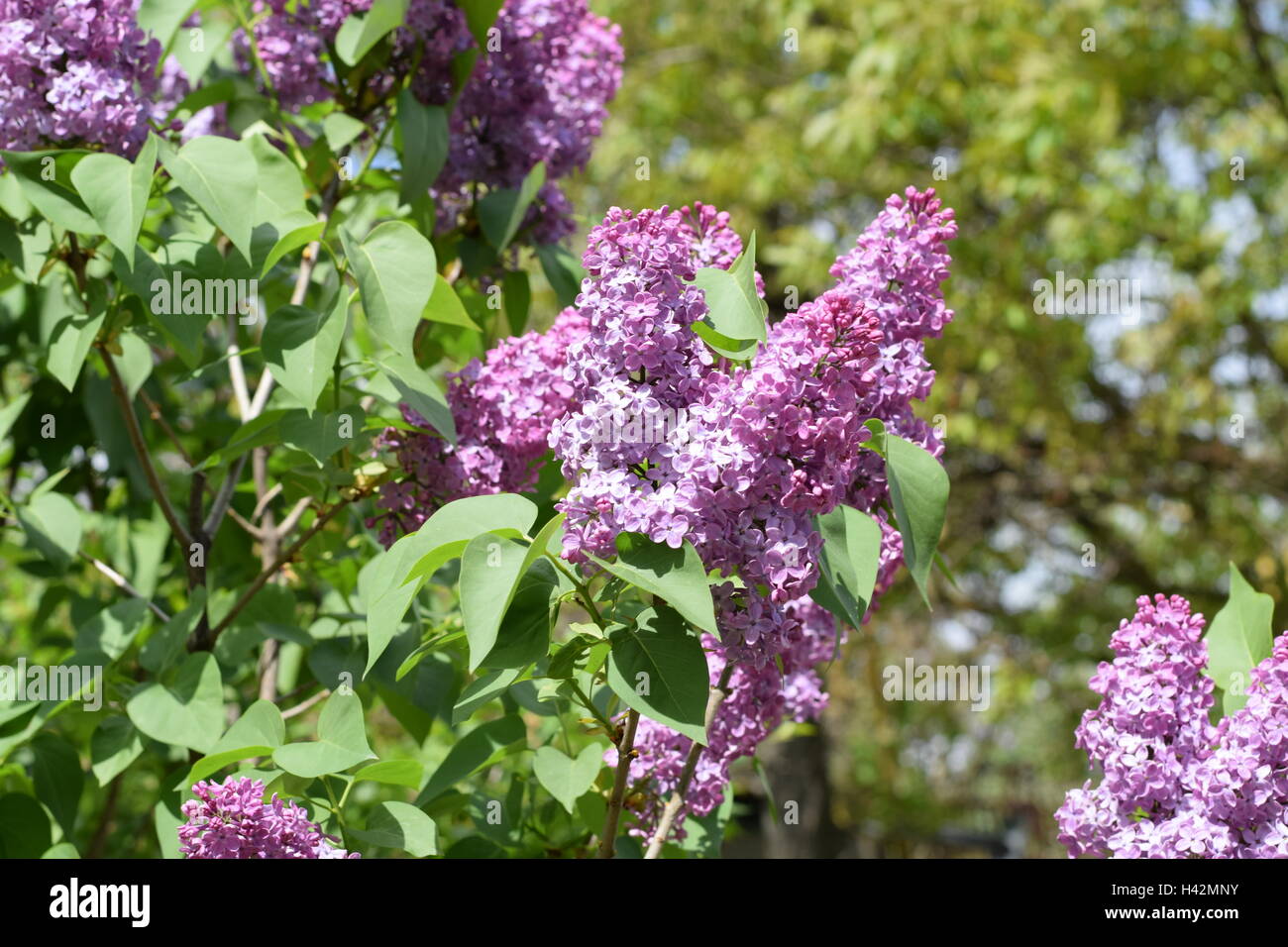 Beautiful purple lilac flowers outdoors. Lilac flowers on the branches