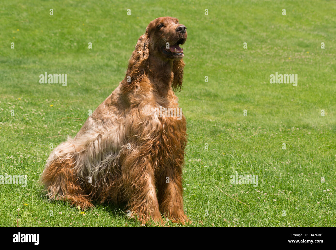 Red Hair Irish Setter Purebred Canine Animal Dog Stock Photo