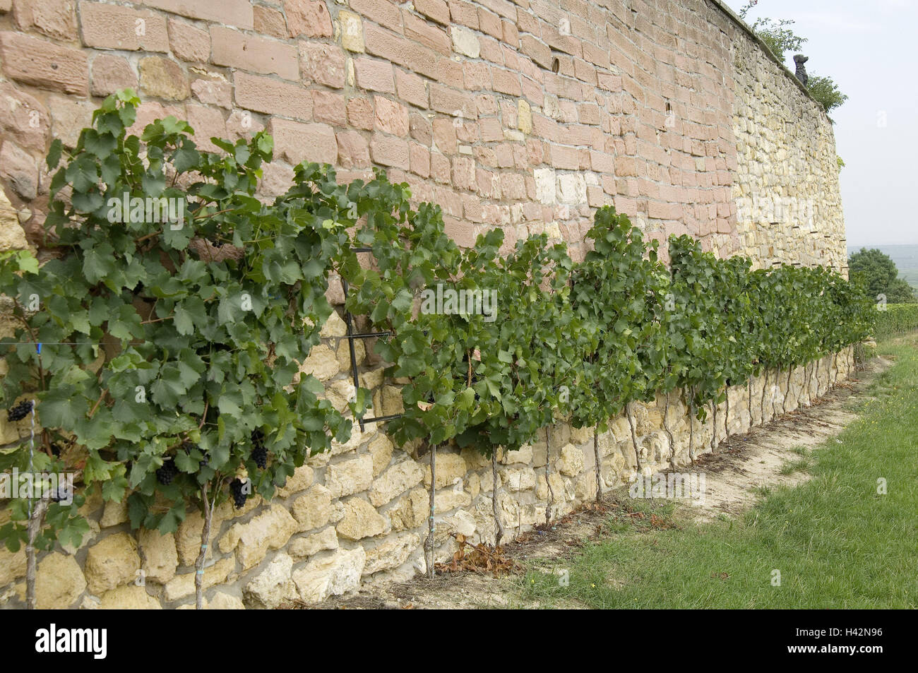 Stone defensive wall, trellis plants, vines, vineyard, vines, grapes