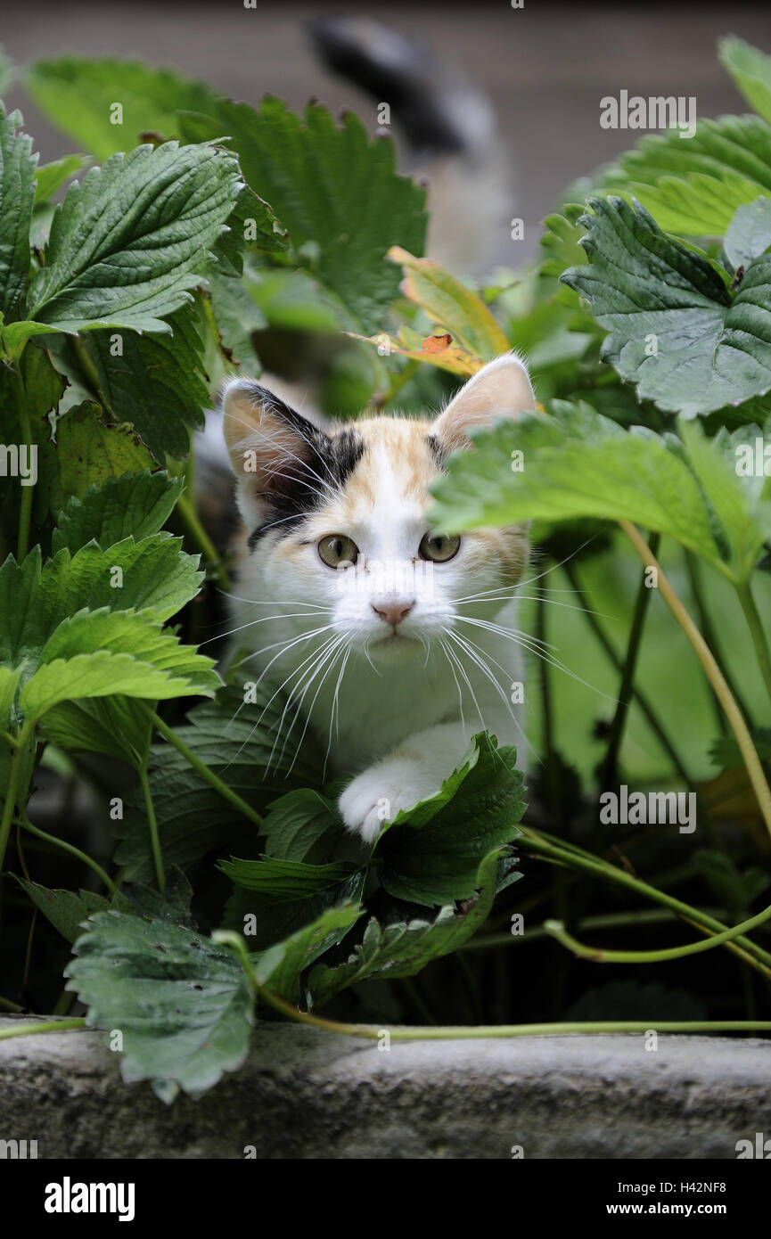 Garden, wall, cat, three-coloured, hide, animal, mammal, house cat, pet, outside, attention, Stock Photo