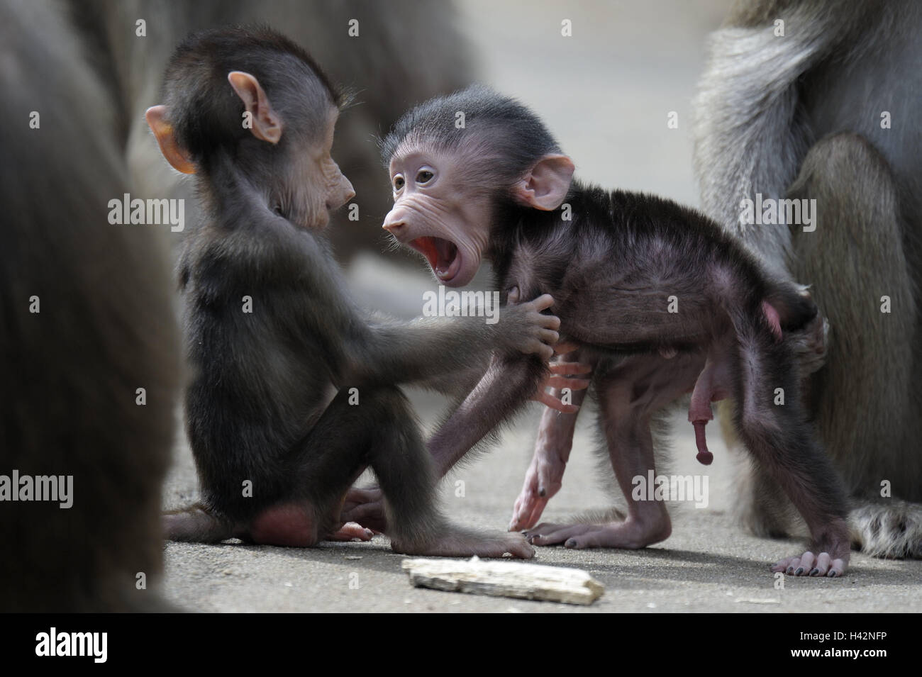 Hamadryas baboons, Papio hamadryas, young animals, play, animals, zoo animals, zoo, mammals, to primates, monkeys, long-tailed monkeys, baboons, wild animals, young, little monkey, eye contact, Stock Photo