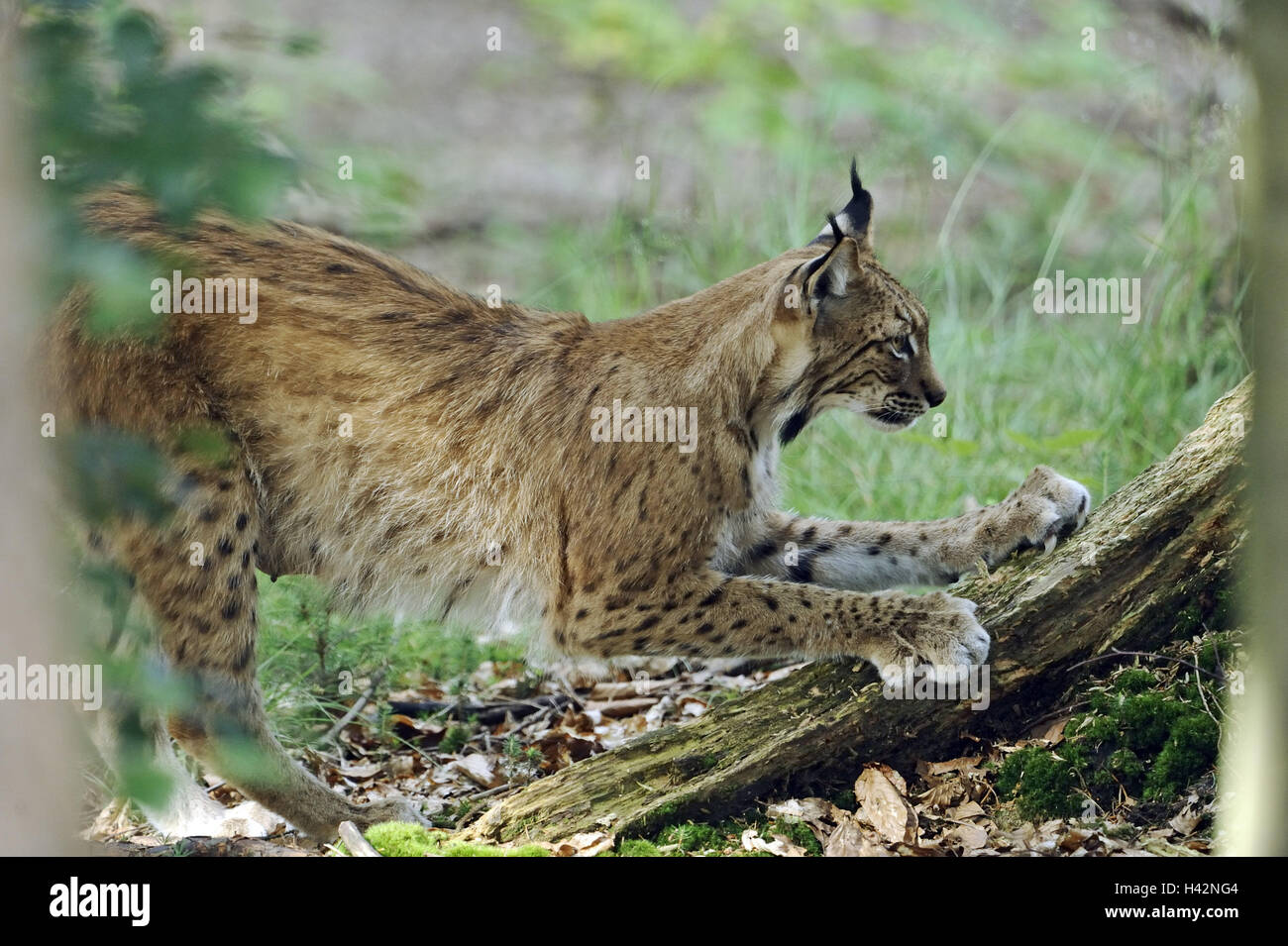 Rock, Carpathian Mts lynx, Lynx carpathicus, claws, trunk, race, animal, mammal, predator, zoo animal, zoo, Carpathian Mts lynx, lynx, side view, Stock Photo