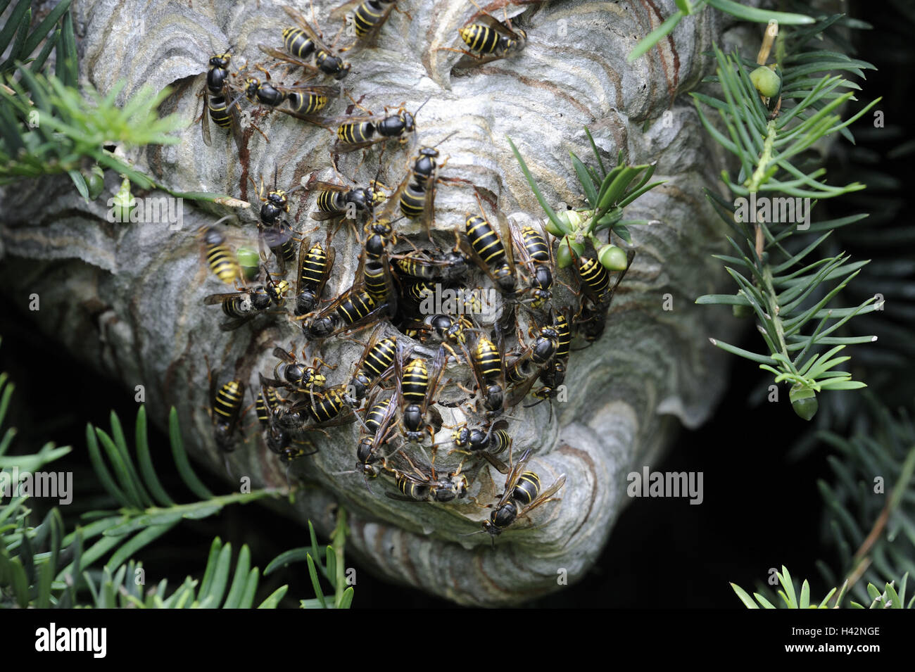 Middle wasps, Dolichovespula media, wasps' nest, animals, insects, wasp's floor, dream, pleated wasps, wasp's floor, nest, many, Stock Photo