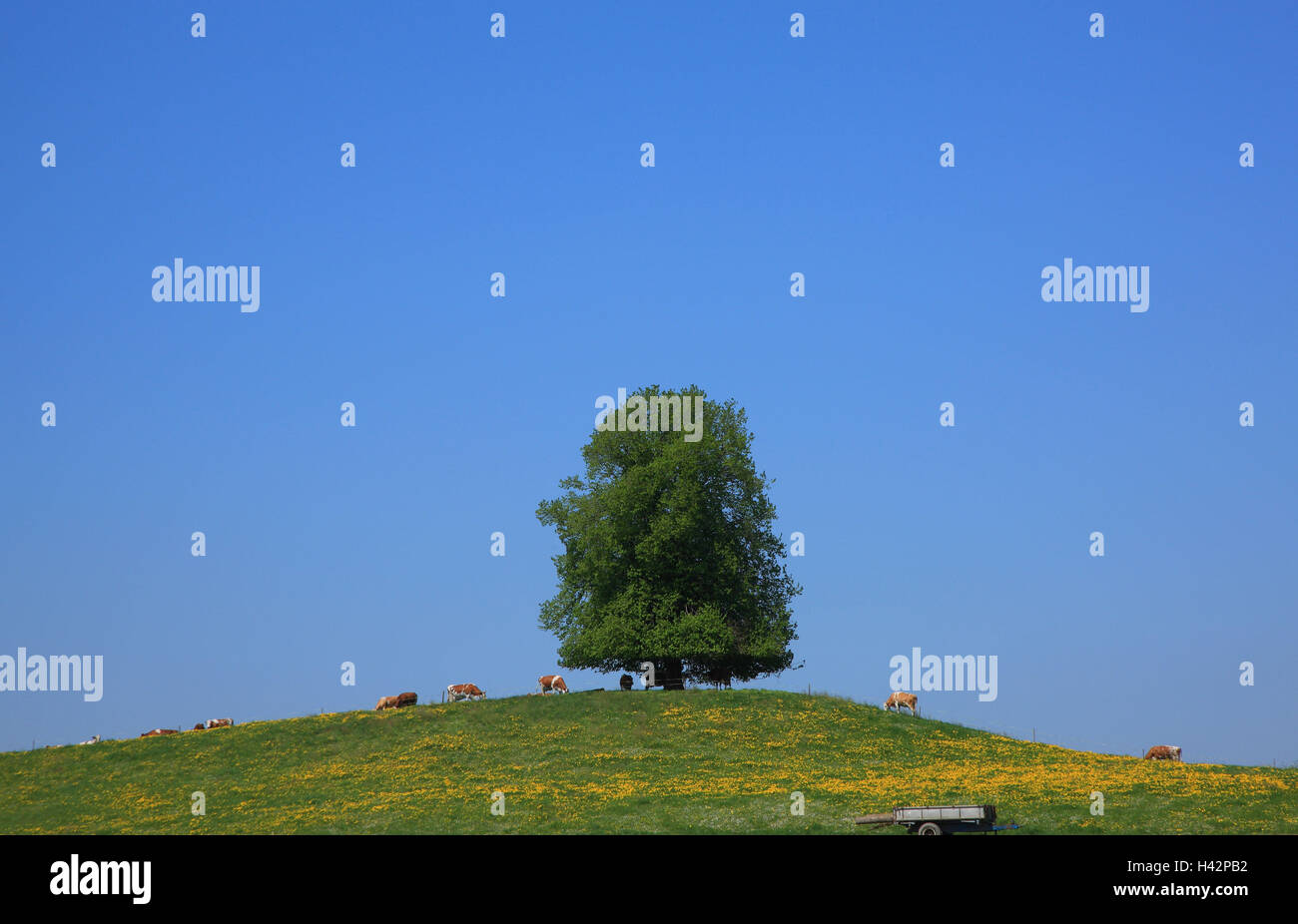 Switzerland, canton Zurich, meadow, tree, cows, Stock Photo