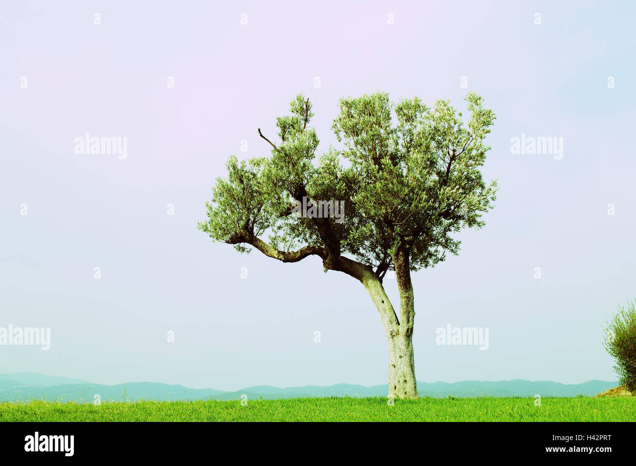 Italy, Tuscany, Maremma, meadow, olive tree, summer, scenery, tree, solitaire tree, olive tree, tree, olives, unmarked, individually, nature, agriculture, climate, heat, Mediterranean, Stock Photo