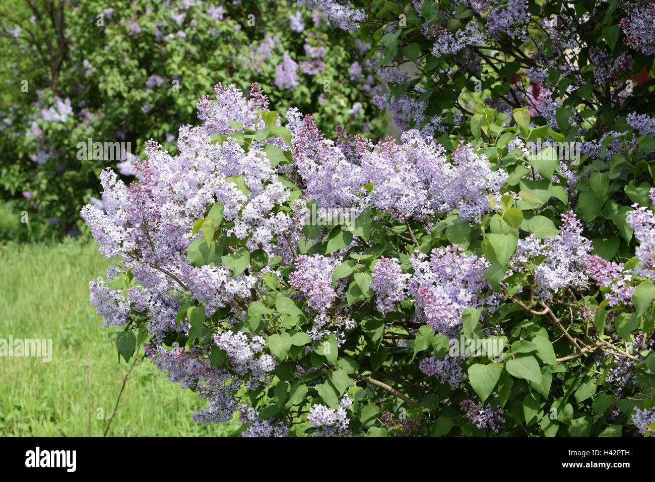 Beautiful purple lilac flowers outdoors. Lilac flowers on the branches