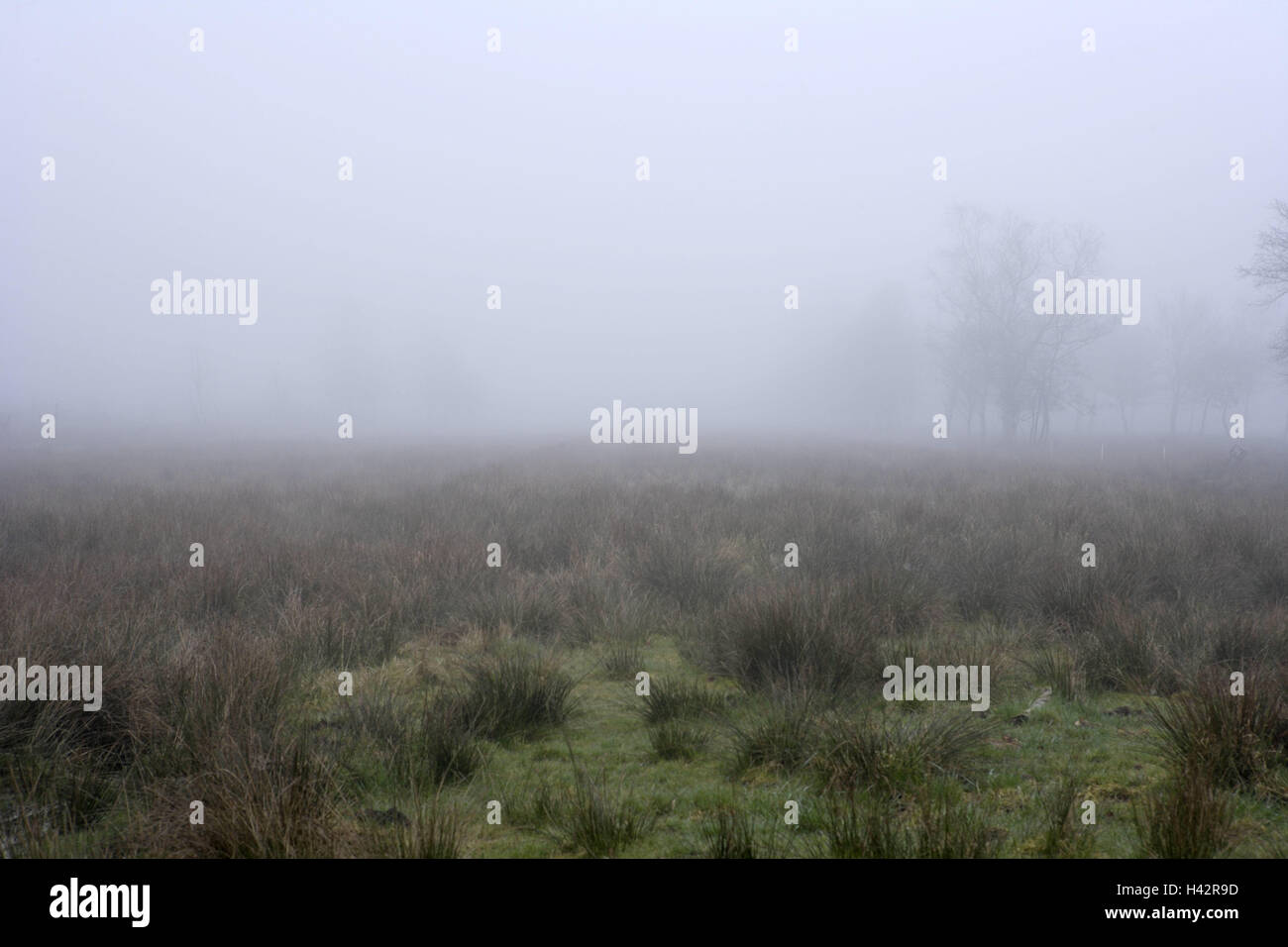Germany, Lower Saxony, Stoteler Moore, trees, fog, Stotel, Stotelermoor, Moore, marsh, marshy landscape, scenery, nature, nature reserve, wetland, mood, grass, haze, morning, rest, silence, opaquely, riddle, mysticism, fog patches, hazy, mysteriously, nobody, Stock Photo
