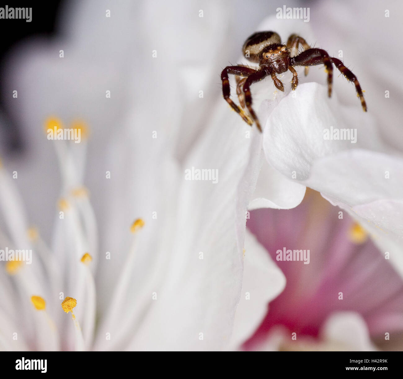 Blossoms, detail, brightness crab pin, Synaema globosum, close up, Stock Photo