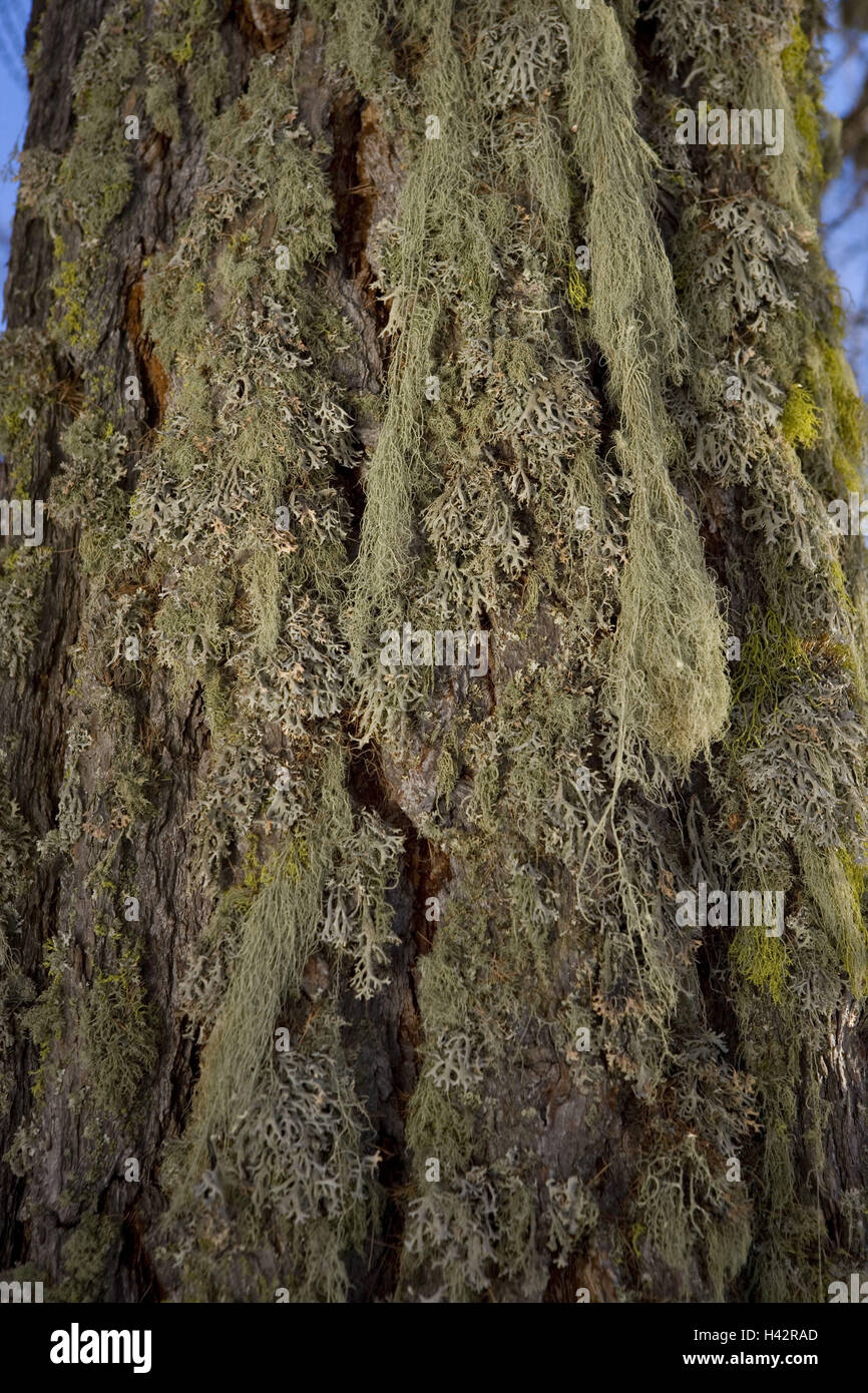 Trunk, lichens, medium close-up, detail, Stock Photo