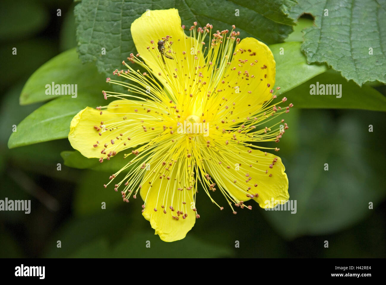 Johanniskraut, Hypericum monogynum, blossom, yellow, botany, flora, shrub, nature, petals, dust vessels, insect, fly, Stock Photo