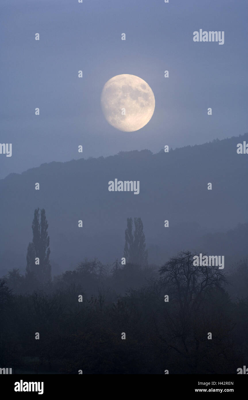Moon, trees, wood, fog, dusk, [M], seclusion, loneliness, season, autumn, scenery, broad-leaved trees, night, moonlight, moonlight, nature, rest, mountain, poplars, silhouette, mystically, mysteriously, darkness, BT, Stock Photo
