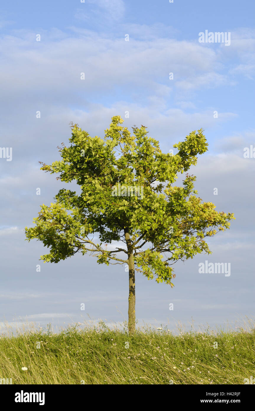 Common oak, Quercus robur, Stock Photo