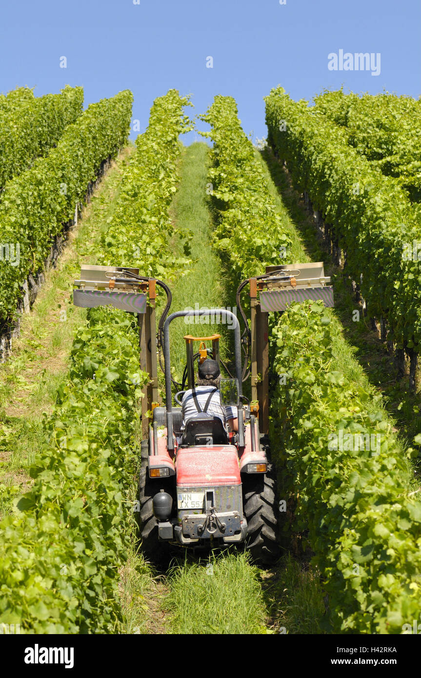 Innovative: Viticulture robot for the cultivation of steep slopes -  Moselle, France