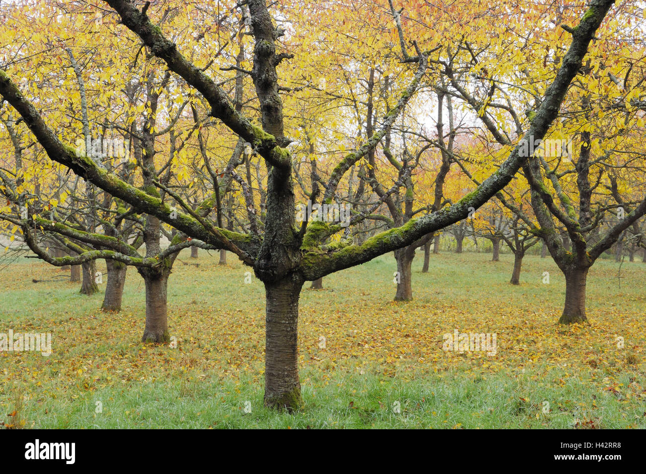 Orchard meadow, cherry trees, autumn, cherry cultivation, cherry plantation, trees, autumnally, season, agriculture, nature, fruit cultivation, fruit-trees, fruit plantation, fog, foggy, meadow, leaves, foliage, yellow, Stock Photo