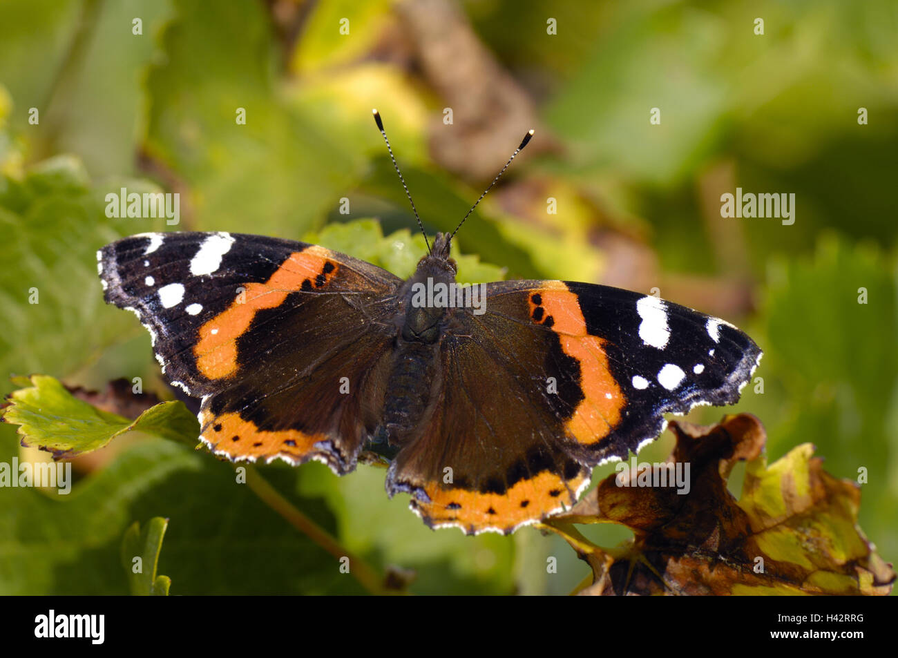 Plant, butterfly, admiral, noble butterfly, butterfly, fauna, wing, insect, insects, nature, Nymphalidae, butterflies, animal, animal kingdom, animal world, butterfly, outside, leaves, grapes, vineyard, grape leaves, Stock Photo