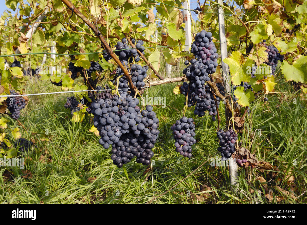 Germany, Baden-Wurttemberg, vineyard, grapes, blue, ripe, nature, viticulture, harvest time, leaves, yellow, autumn, autumn staining, vines, Rebsorte, vines, viticulture, wine-growing, vines, economy, ecological cultivation, ecologically, grapes, Trollinger, posts, props, wires, wooden posts, neglectedly, grass, grow rampant, natural, ecological wine, biowine, ecological vineyard, medium close-up, Stock Photo