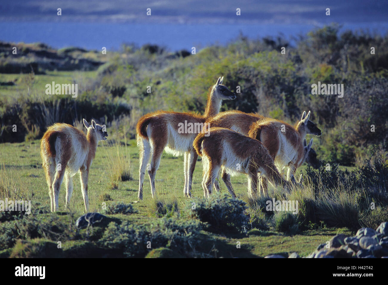 Chile, Patagonia, Parque Nacional Torres, del Paine, meadow, Guanacoherde, South America, destination, place of interest, scenery, animals, wild animals, lamas, focuses, Guanacos, many, graze, outside, deserted, Stock Photo