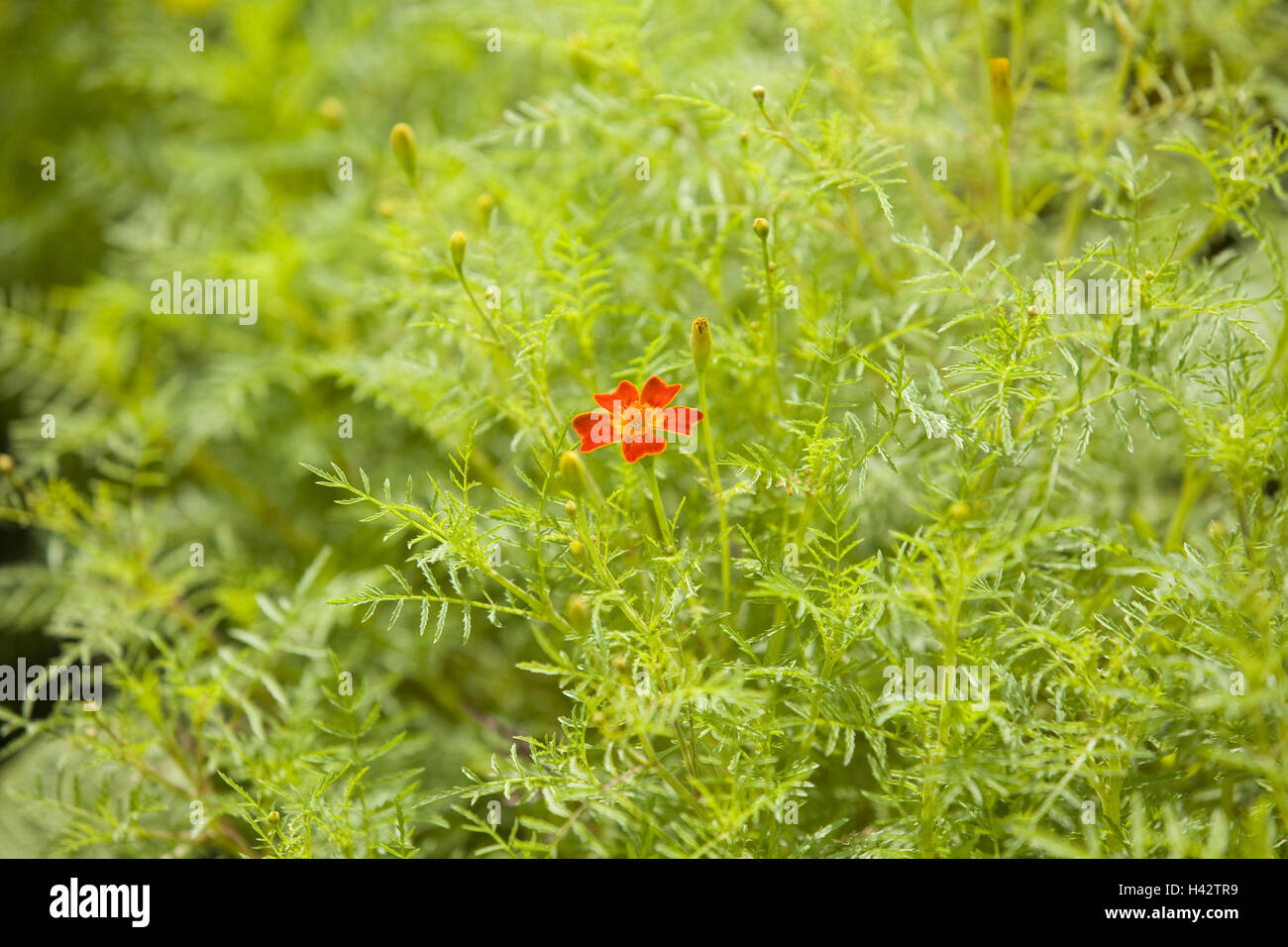French marigold, blossom, red, cottage gardens, plants, flowers, French