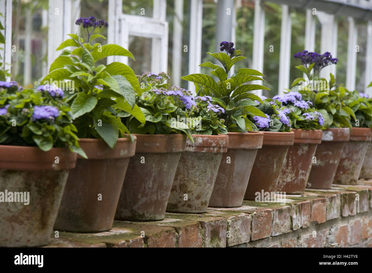 Greenhouse, flowerpots, vanilla flowers, Heliotropium arborescens, market garden, greenhouse, potted plants, potted flowers, flowers, ornamental flowers, Heliotropoder, solstice, Stock Photo