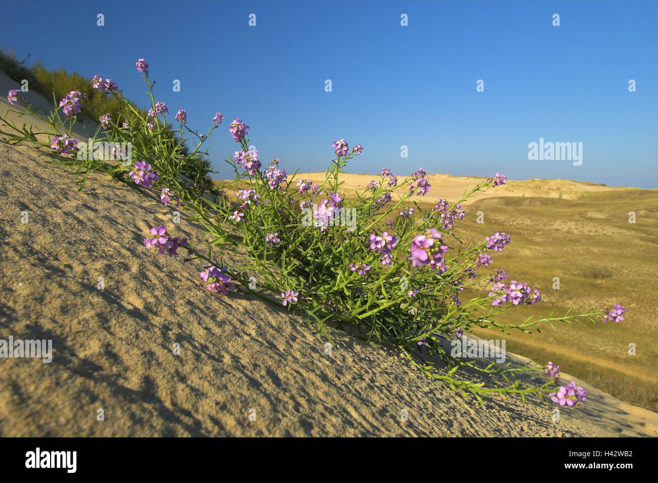 Plant, sea mustard, Sand, Lithuania, Nida, 'big dune', national park health resort broad bay bar, Stock Photo