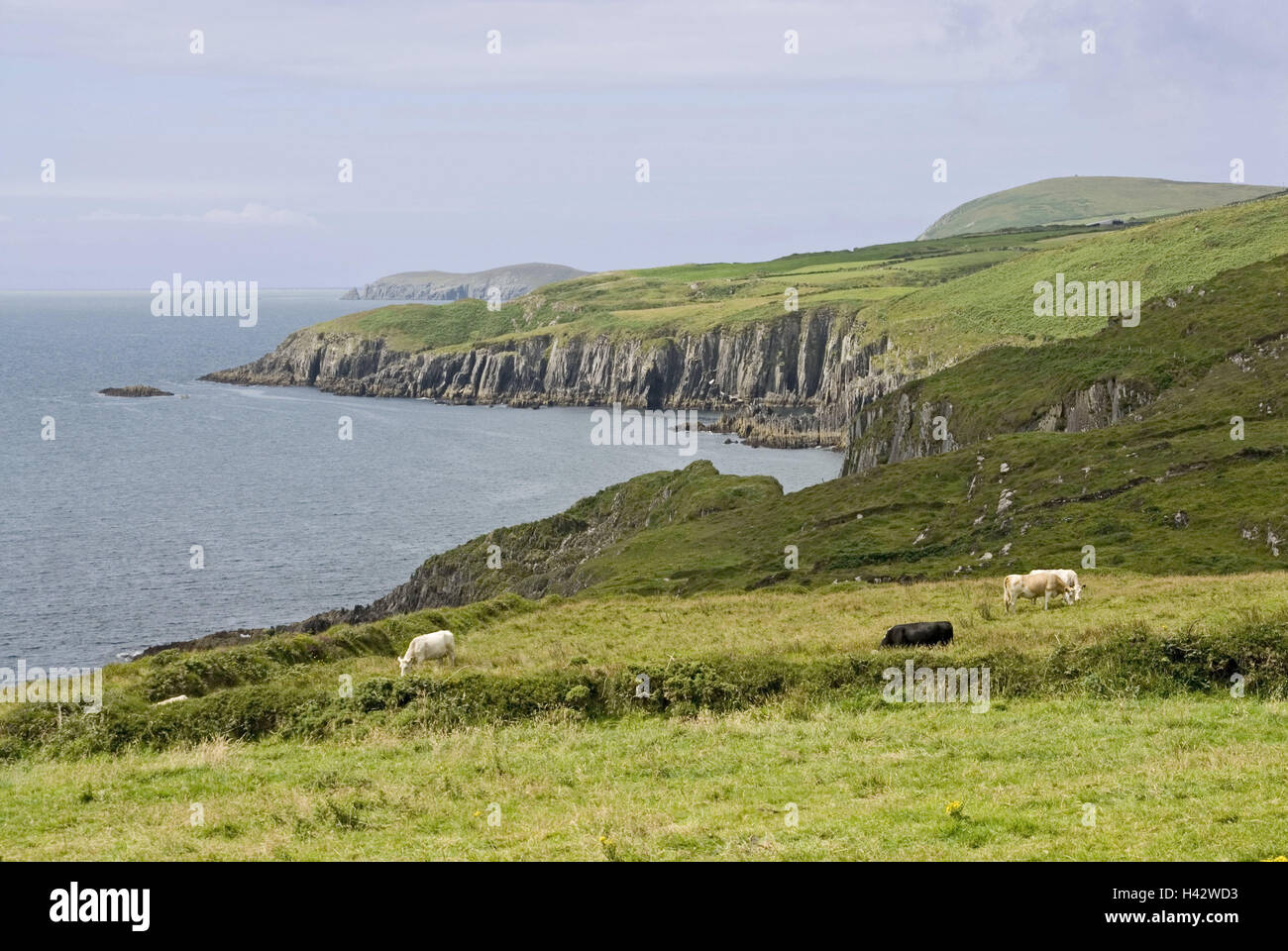 Ireland, Munster, Beara Peninsula, coastal scenery, steep coast, water ...