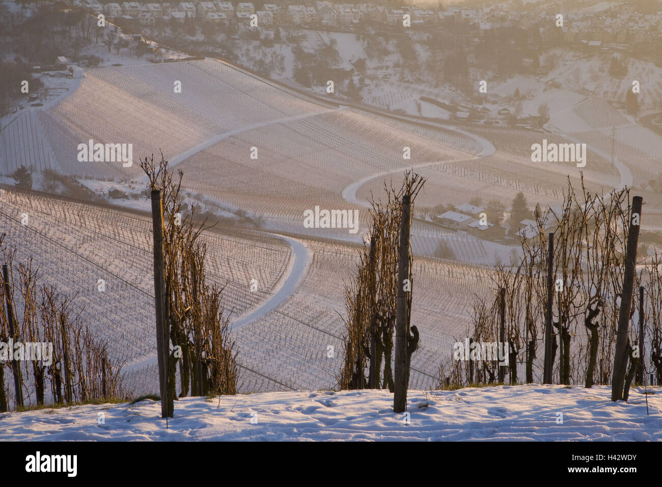 Vineyards, winters, Red's mountain, Stuttgart, Baden-Wurttemberg, Germany, Stock Photo