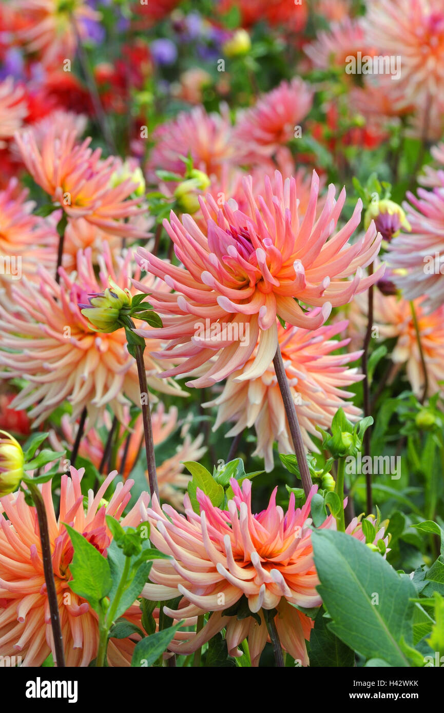 Dahlia, sort 'Zuster Clarentine', cactus dahlia, Stock Photo