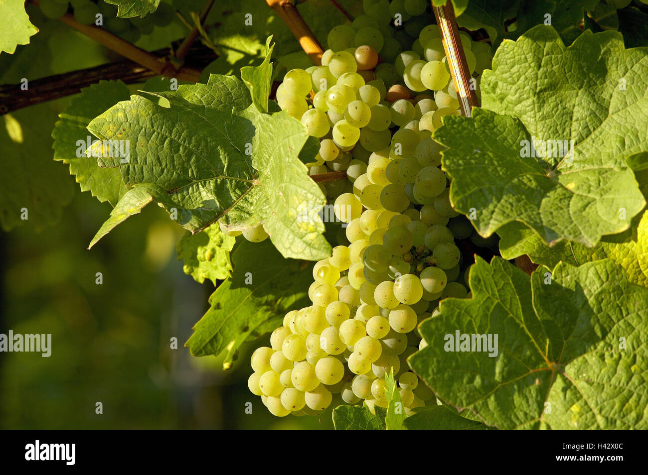 Vine, grapes, pale green, detail, vines, white, brightly, viticulture region, winegrowing area