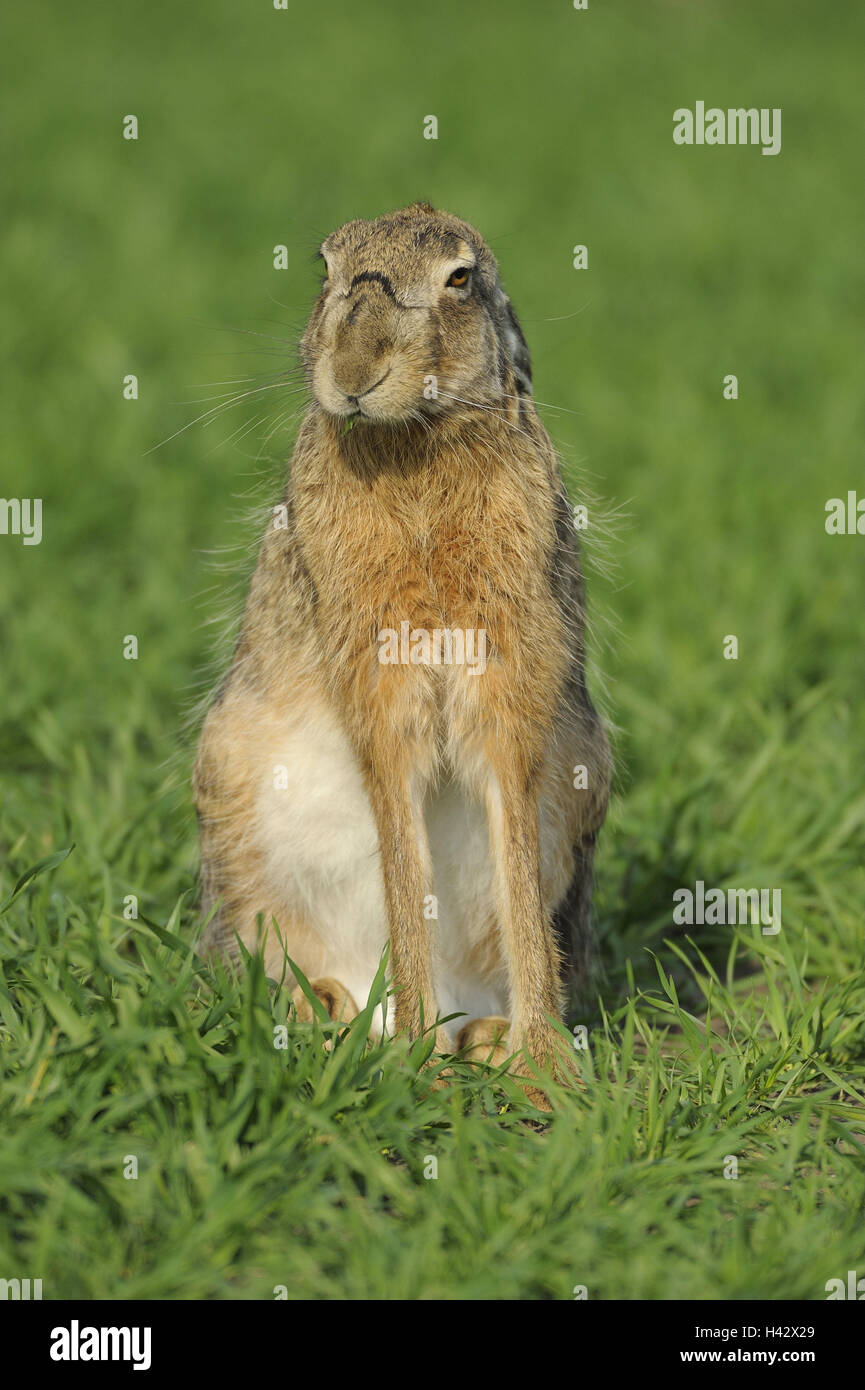 Field hare, Lepus europaeus, ears hang sit, tiredly, meadow, animals, wild animals, mammals, hare's animals, hare, crouch, doze, rest bored, calmly, quietly, calmly, wittily, humor, tasteless, invested, fatigue, half-heartedly, spring fatigue, recreation, only, end outline, loner, threatens, whole body, spring, nature, Wildlife, copy space, Stock Photo