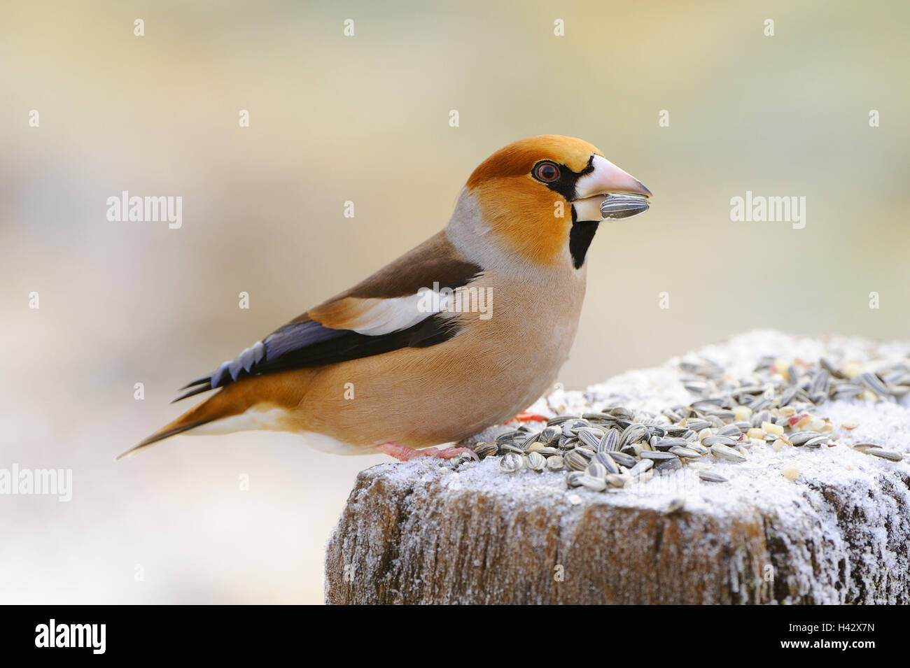 Hawfinches, Coccothraustes coccothraustes, feeding ground, eat, winter, Stock Photo