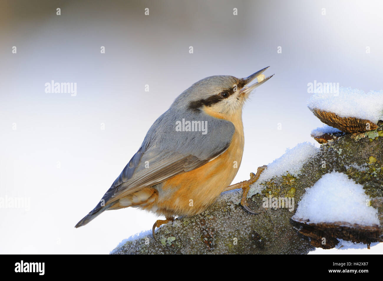 Nuthatches, Sitta europaea, eat, branch, winter, Stock Photo