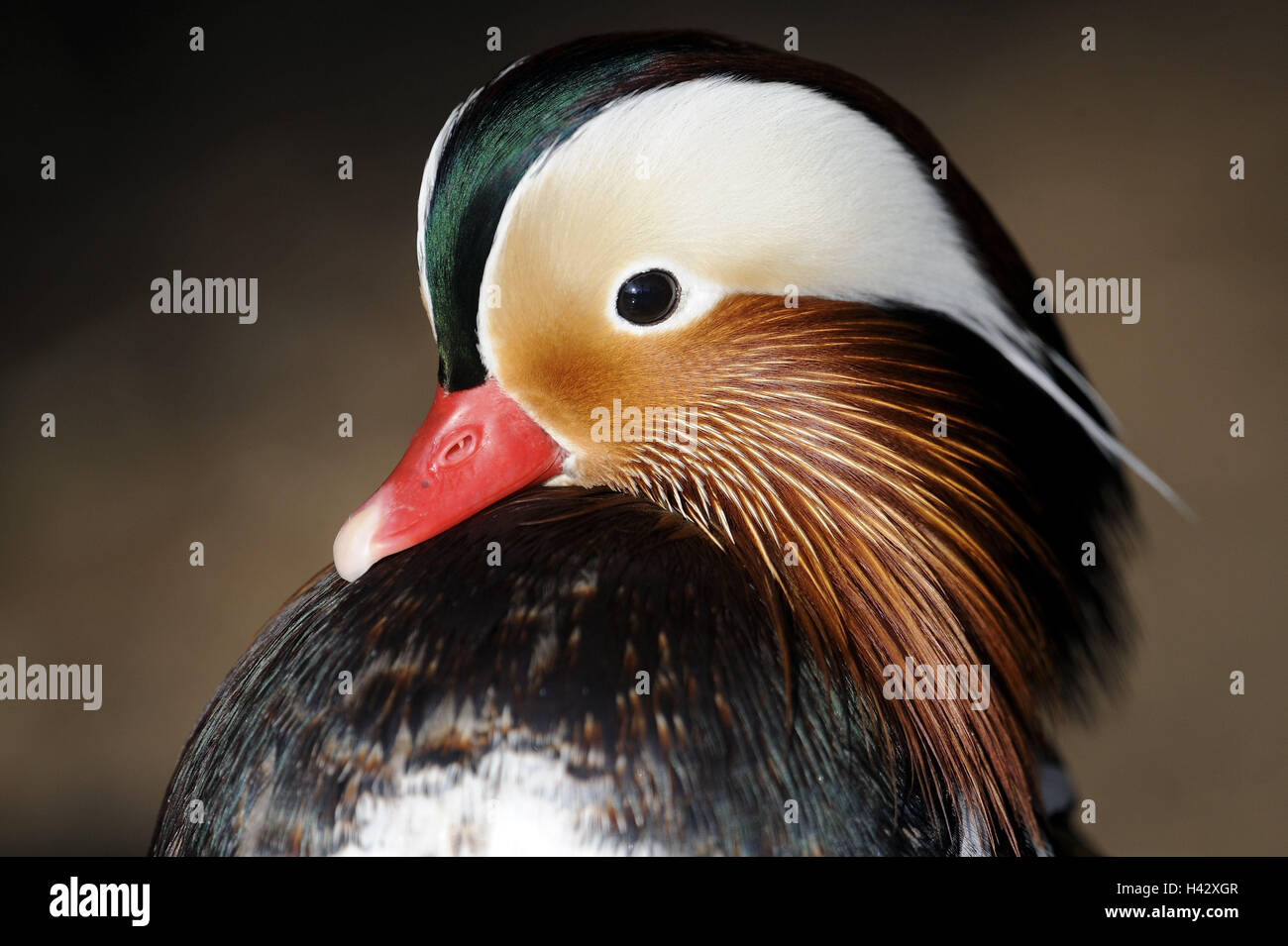 Mandarin duck, Aix galericulata, drake, portrait, side view, nature, animal, animal portrait, little man, manly, bird, feathers, plumage, plumage, beauty, beak, Stock Photo