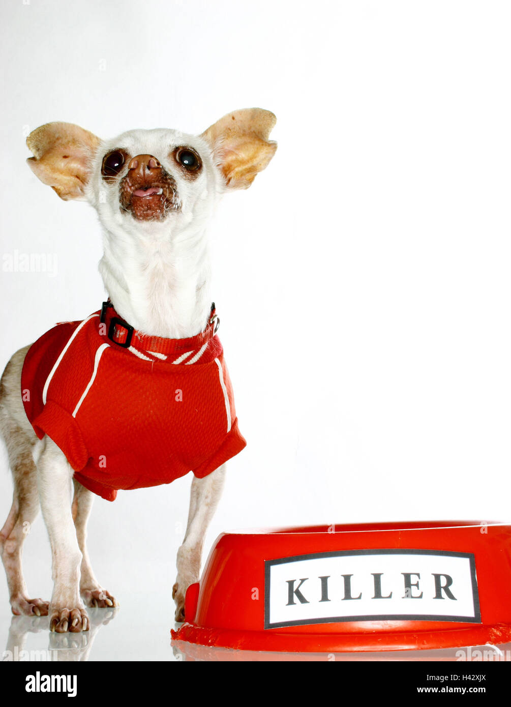 Chihuahua, high-level sight, shirt, dog porringer, label Killer pet, lap  dog, little dog, pedigree dog, dog, small, anxiously, sweetly, dog fashion,  dog clothing, little shirt, pullover, dog shepherd, little dog shirt,  funnily