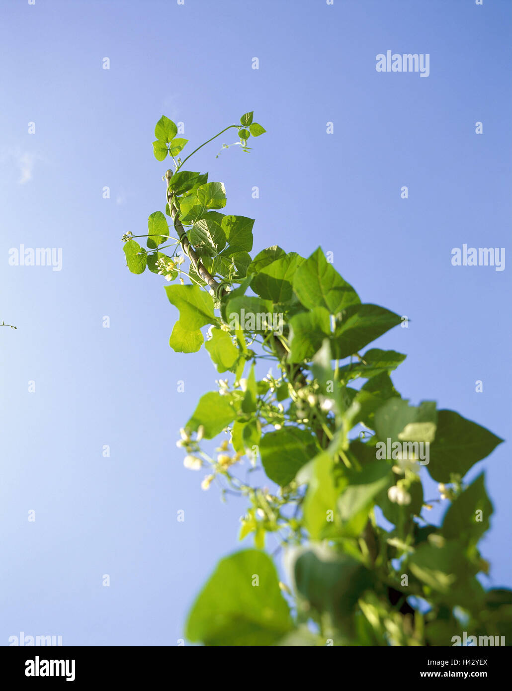 Growing Stick Vegetable-growing, stick beans, Phaseolus vulgaris, blossoms ...