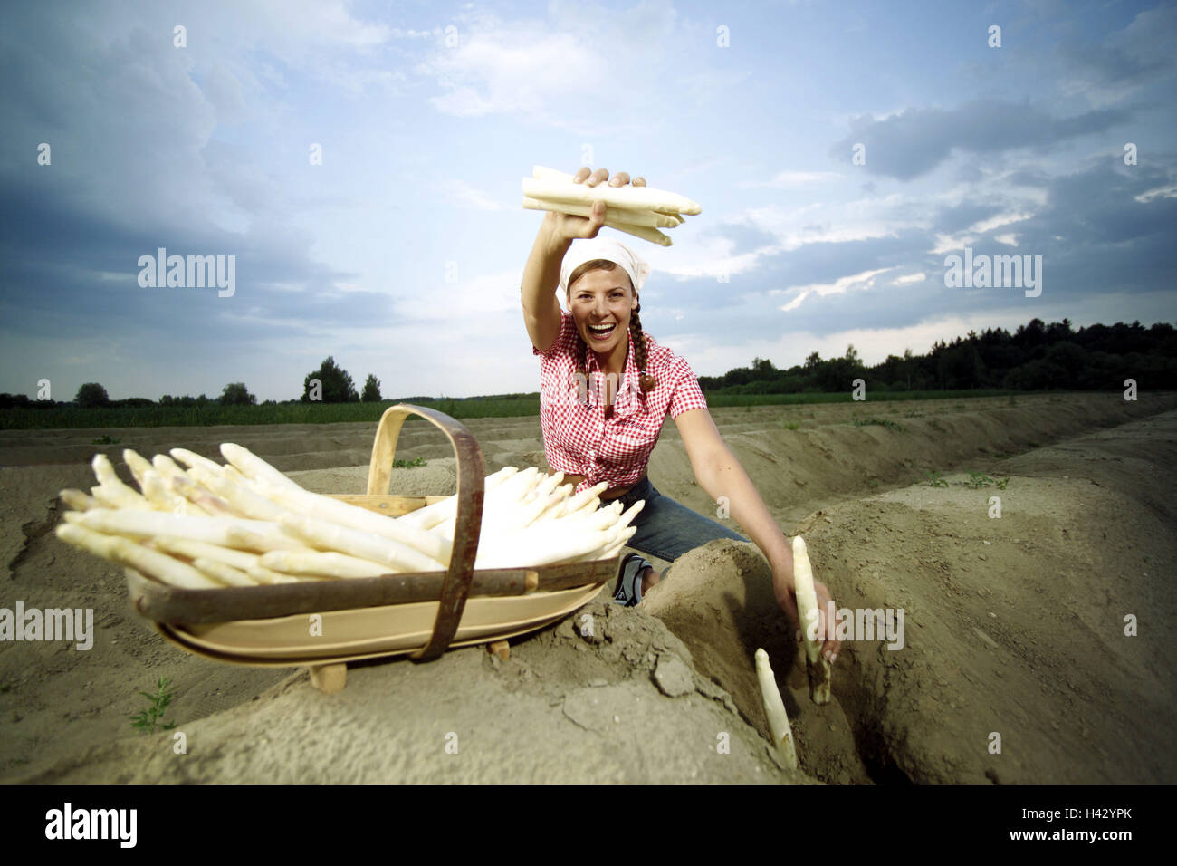 Asparagus field, woman, young, asparagus, harvest field, asparagus cultivation, agriculture, country living, vegetables, vegetable-growing, cultivation, land life, farmer, harvest, yield, asparagus harvest, asparagus sticks, basket, sting, vegetable asparagi, work, ground, earthworks, happy, smile, kneel, hold up, joy, headscarf, headgear Stock Photo