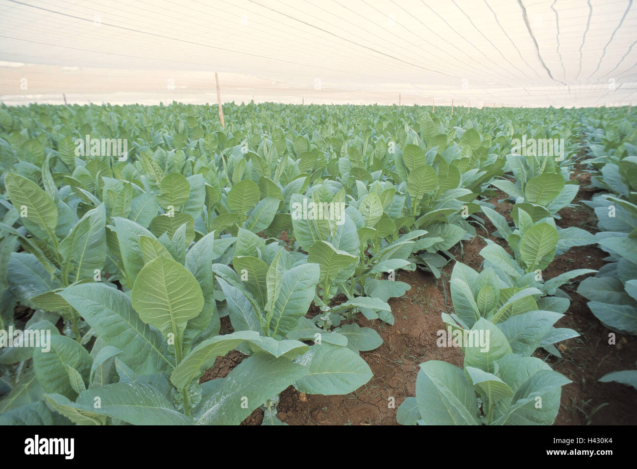 vuelta abajo tobacco Vuelta abajo hi-res stock photography and images