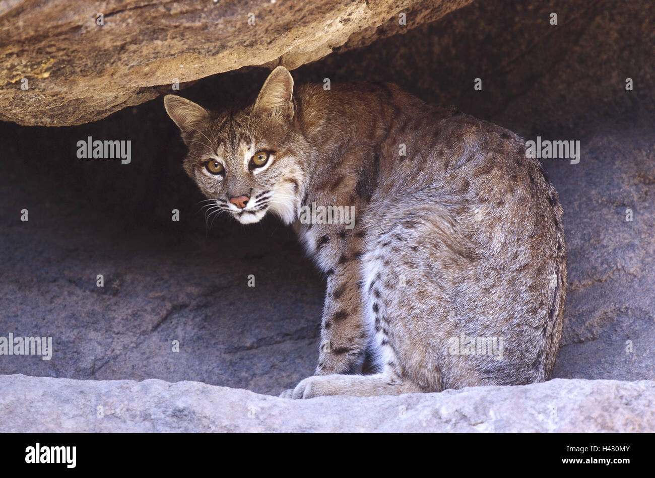 Rock, pit, red lynx, Lynx rufus, watchfulness, animal world, Wildlife,  wilderness, animals, animal, mammals, mammal, wild