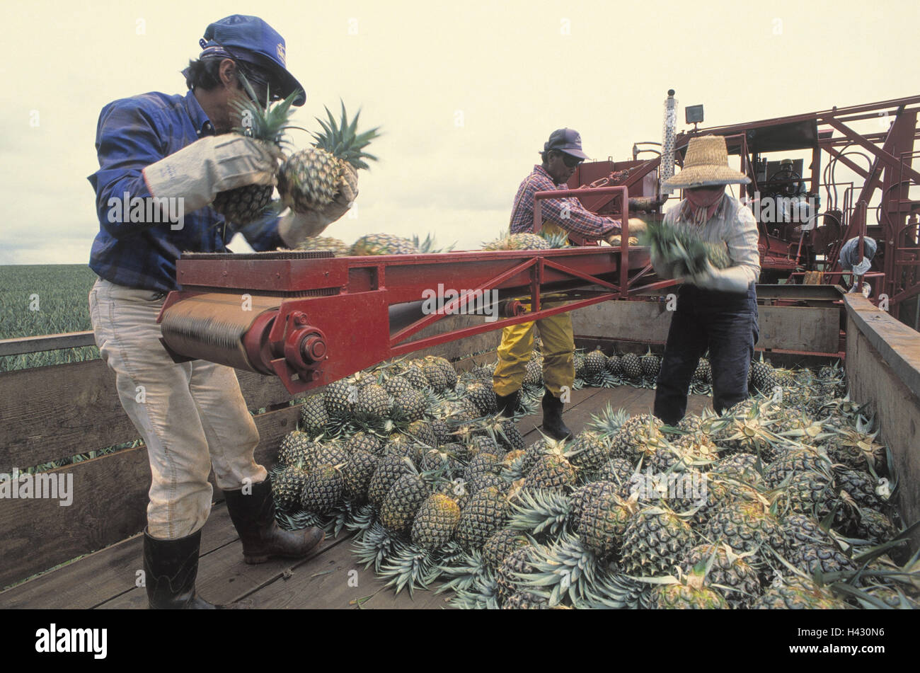 The USA, Hawaii, Oahu, pineapple plantation, harvester, worker, pineapple, harvest, no model