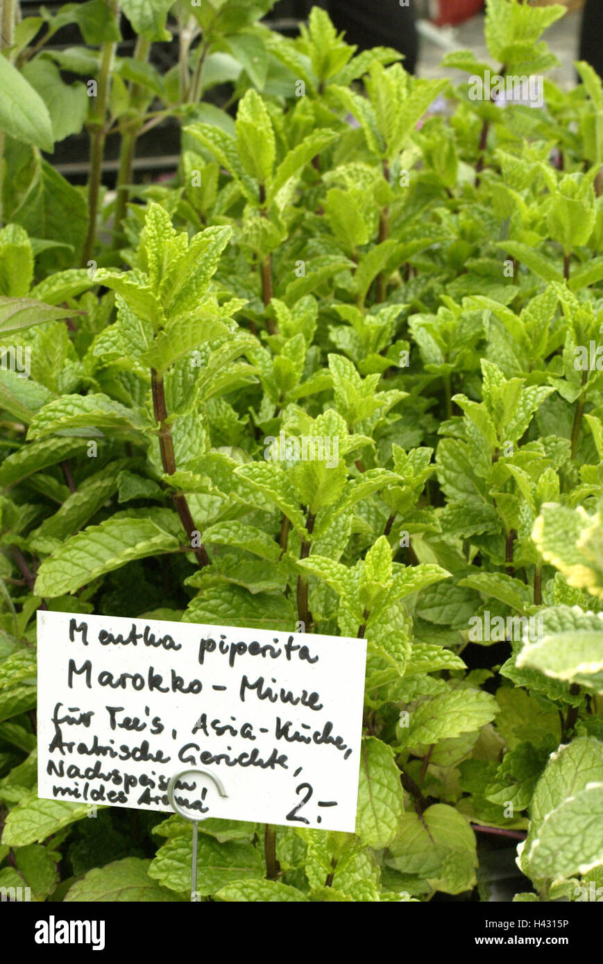 Market stall, sales, spice plants, Morocco mint, sign Market, Food market, Vegetable market, Food, Herbs, Herbs, Spices, Plants, freshly, sell, sign, price tag, name, plant name, offer, price, retail price, Still life, colour mood, colour green Stock Photo