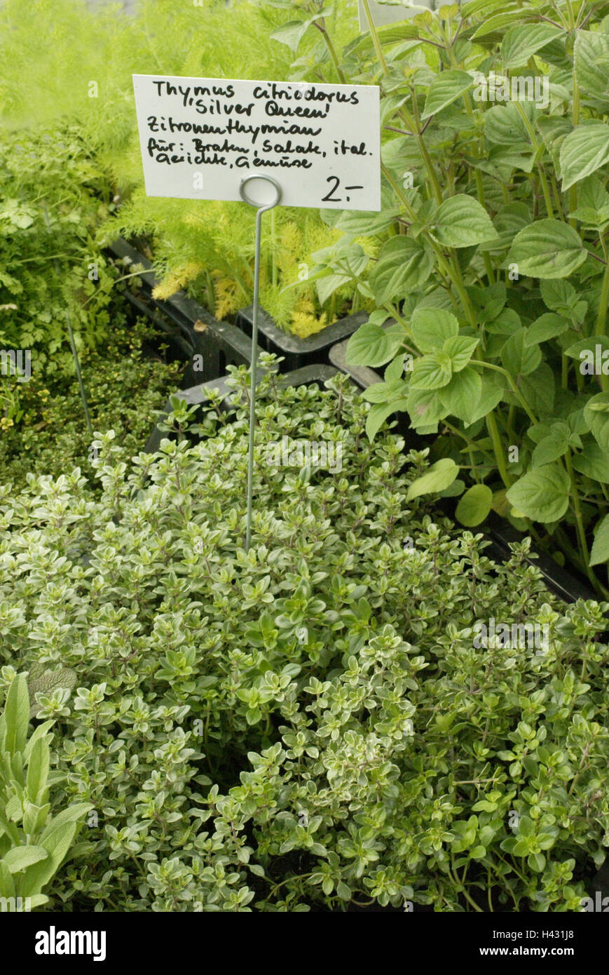 Market stall, sales, spice plants, lemon thyme, Thymus citriodorus