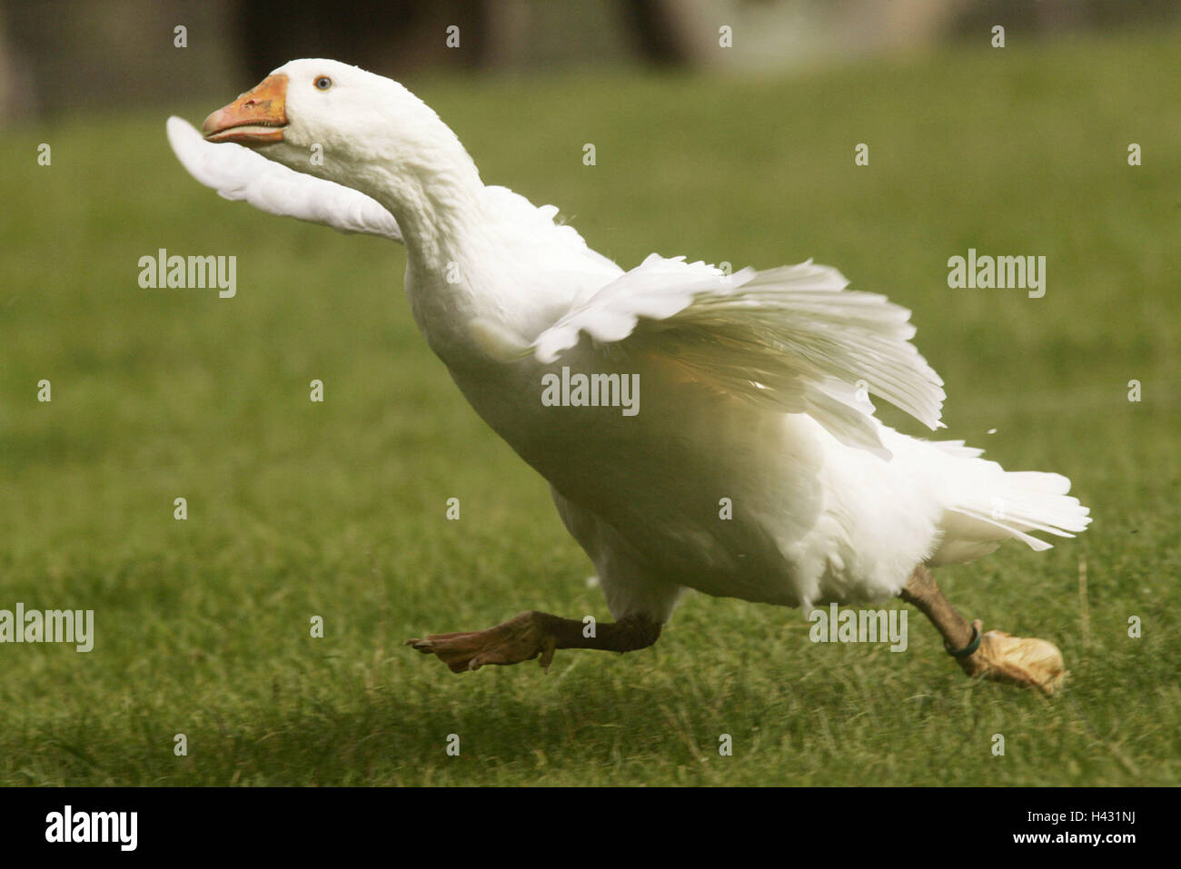 Geese In Motion Runner Geese In Motion Runner