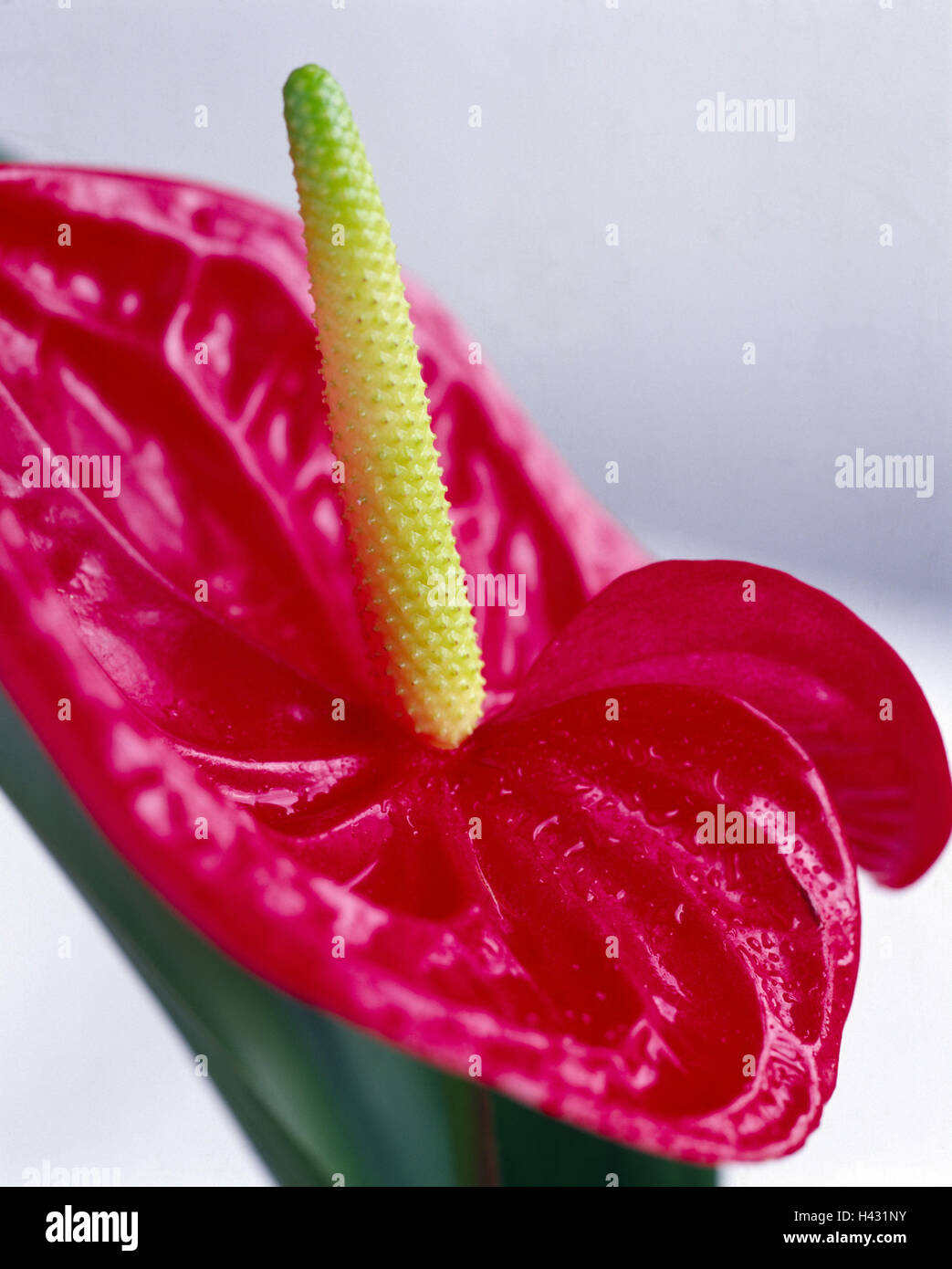 Flamingo flower, Anthurium spec., detail, blossom, red, plant, flower