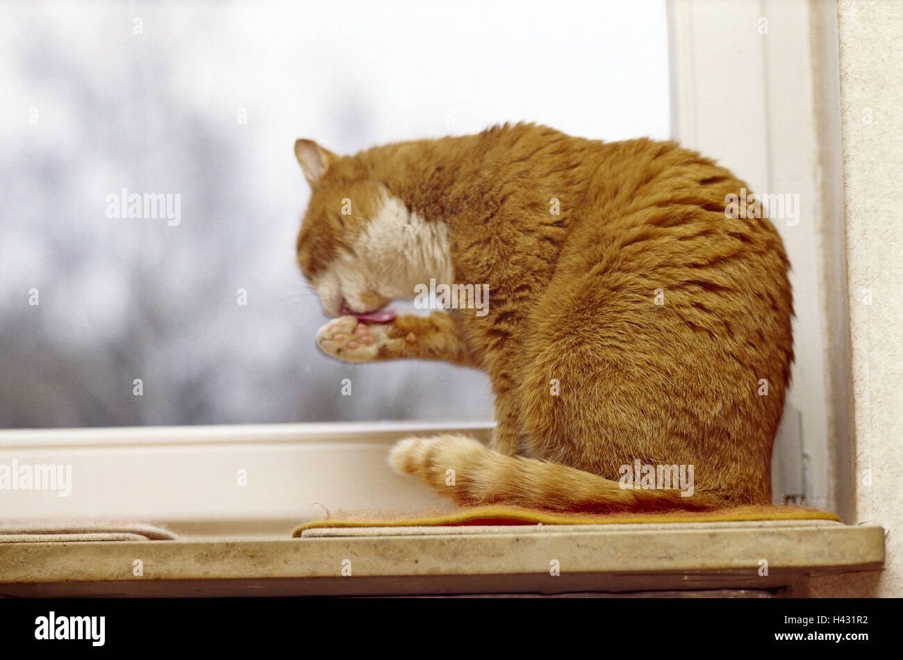 Windowsill, cat, paw, leak, side view, windows, sill, animal, animals