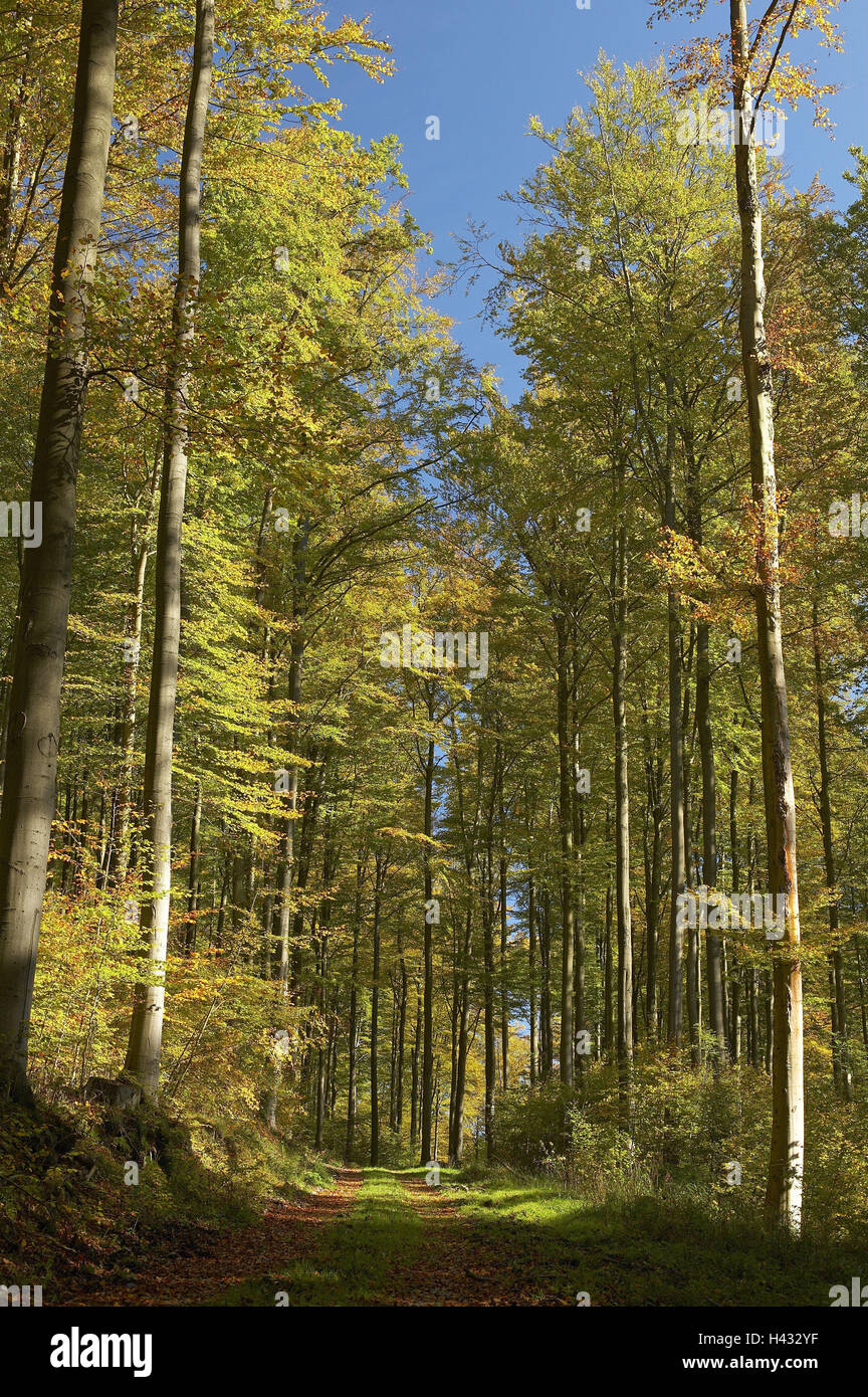 Deciduous forest, forest way, autumn, wood, trees, broadleaved trees