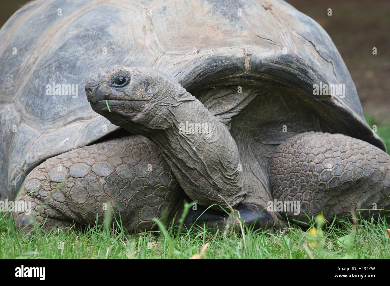 The Seychelles gigantic tortoise, Stock Photo
