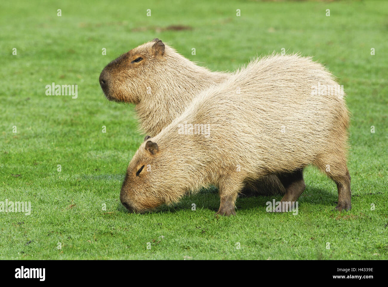 Water pig, Capibara, Hydrochaeris hydrochaeris, two, meadow, stand