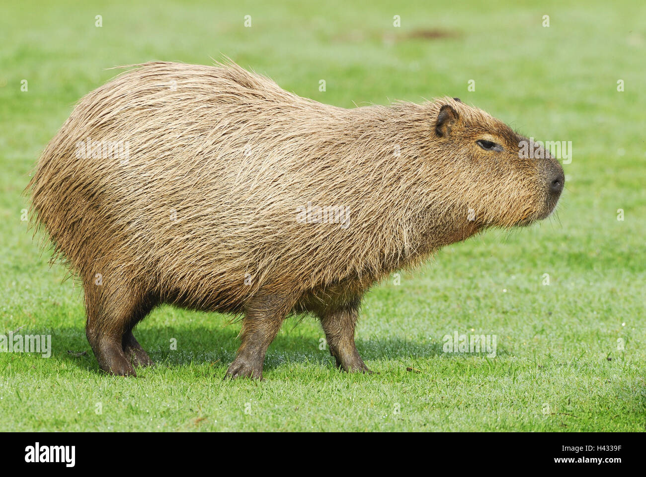 Water pig, Capibara, Hydrochaeris hydrochaeris, meadow, stand Stock