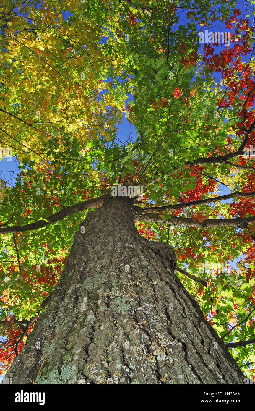 Judgment Tree Red oak, Quercus records proceedings in front of judgment, tree top ...
