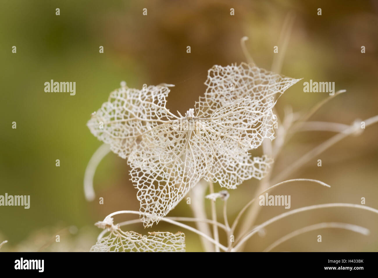 Hydrangea, fadeds, detail, nature, autumn, autumnally, season, plant, Hydrangea, fadeds, blossom, filigree, veins, blur, remains, Stock Photo